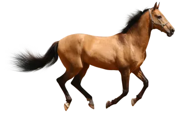a brown horse running on a white background