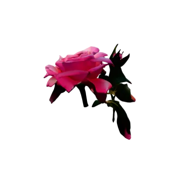 a pink rose on a white background