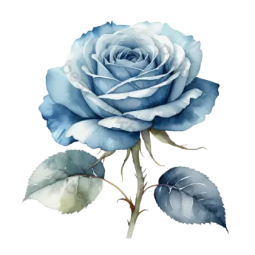 a blue rose on a white background