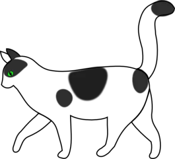 a black and white cat walking