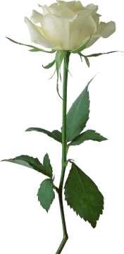a single white rose on a white background