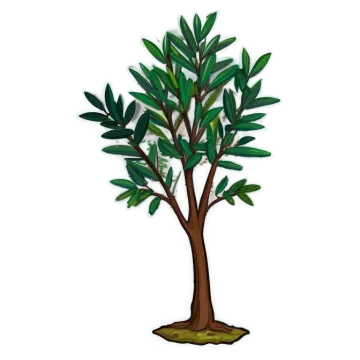 an olive tree with green leaves