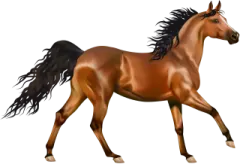 an image of a horse with long hair