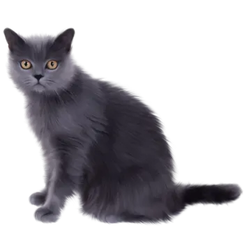a black cat sitting down and looking at the camera