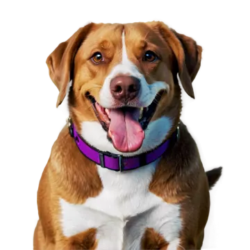 a brown and white dog with its tongue out