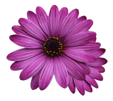 a purple flower on a white background