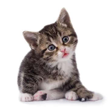 a small kitten sitting on top of a white surface