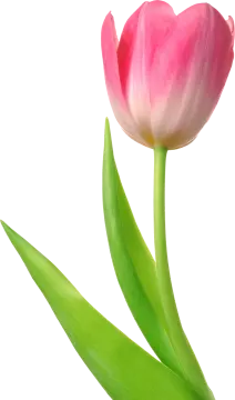 a pink flower with green leaves on it