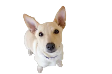 a small dog is looking up at the camera