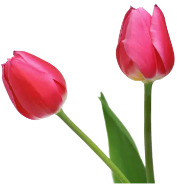 two pink tulips on white background
