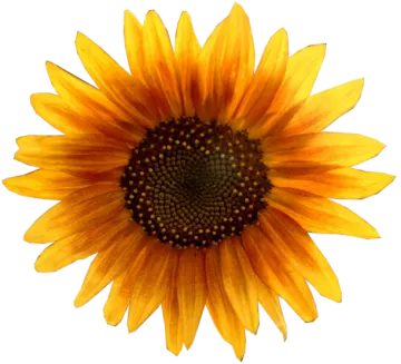 a yellow sunflower on a white background
