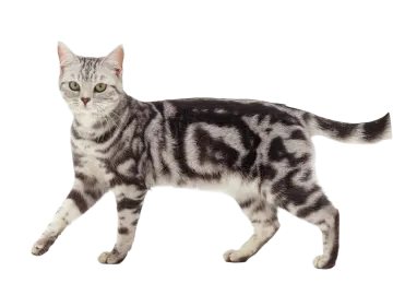 a cat with the word run on it's face