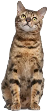 a cat sitting down looking up at the camera