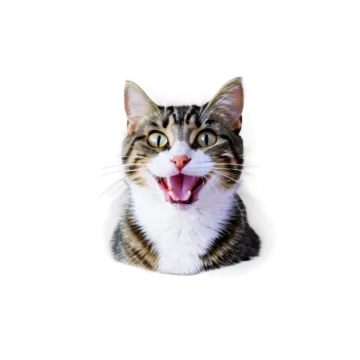 a cat sticking its tongue out on a white background
