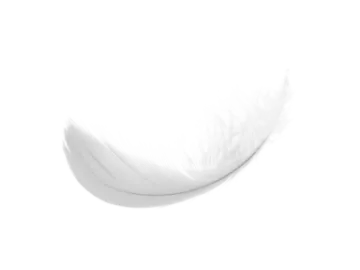 white feather on a white background
