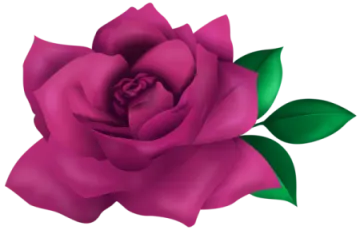a pink rose with green leaves