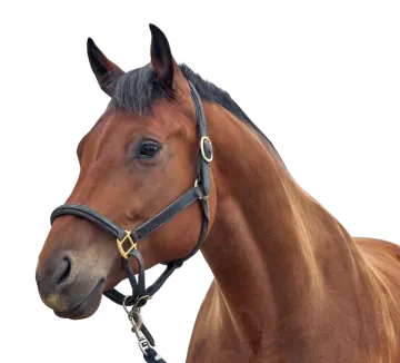 a close up of a horse's head