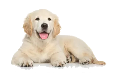 a dog laying down with its tongue out