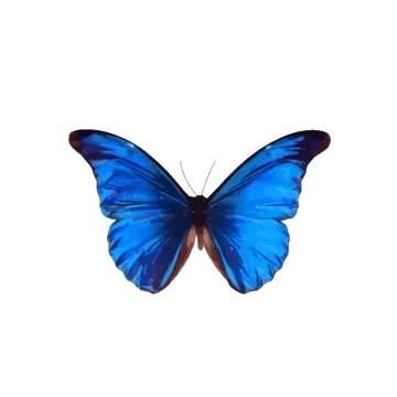 a blue butterfly on white background