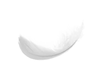 white feather on a white background