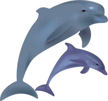 two dolphins jumping in the air