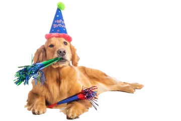 a dog with a party hat and streamers