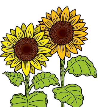 two sunflowers with leaves