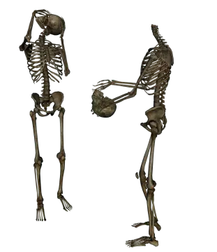 two skeletons standing next to each other skeletons
