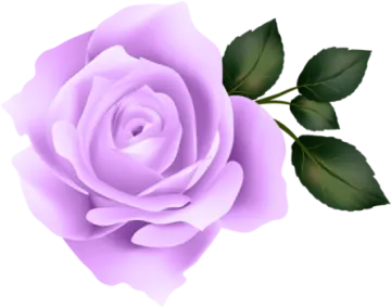 a purple rose on a white background