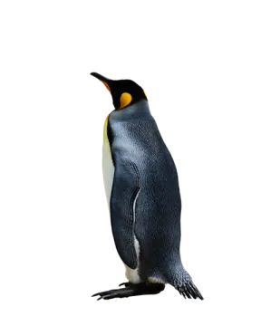 a close up of a penguin on a white background