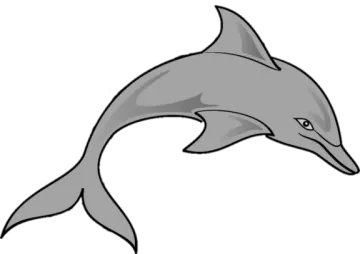 how to draw a dolphin