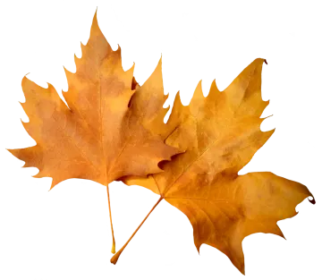 two maple leaves on a white background