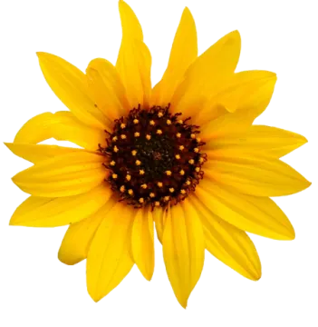 a yellow flower on a white background