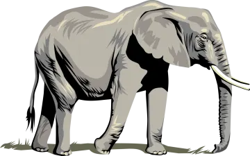 an elephant standing on a white background