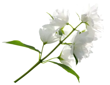 a white flower with green leaves on it