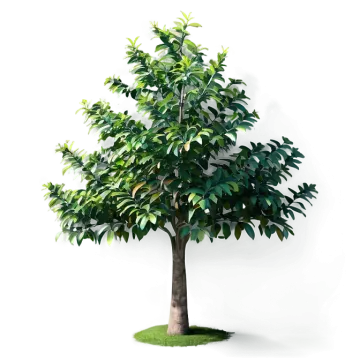 a small tree with green leaves on it