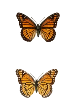 two butterflies on a white background