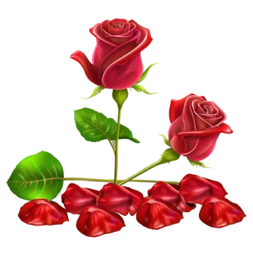 three red roses with green leaves on white background