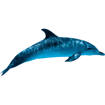 a dolphin swimming in the ocean on a white background