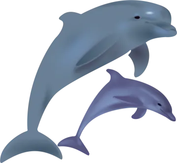 two dolphins jumping in the air