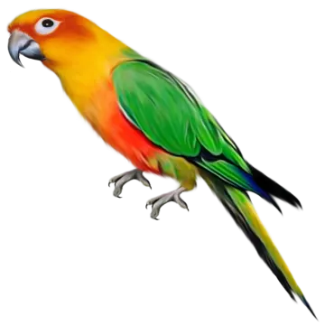 a colorful bird on a white background