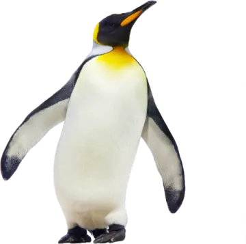 a close up of a penguin on a white background