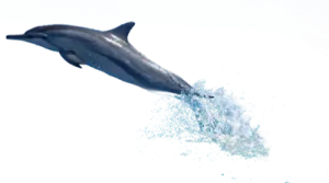 a dolphin jumping in the air