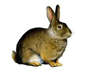 an illustration of a rabbit