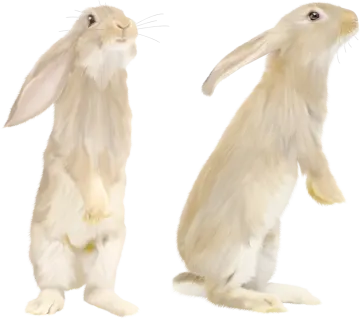 two white rabbits sitting side by side