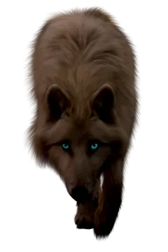 a brown dog with blue eyes and long hair