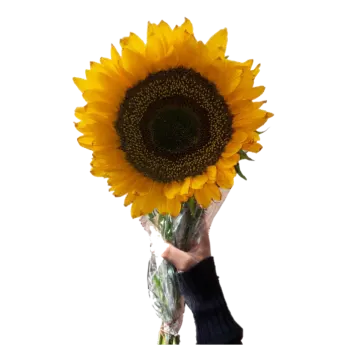 a person holding a bouquet of sunflowers