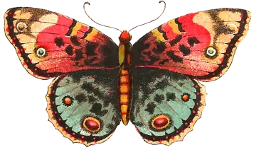 a colorful butterfly on a white background