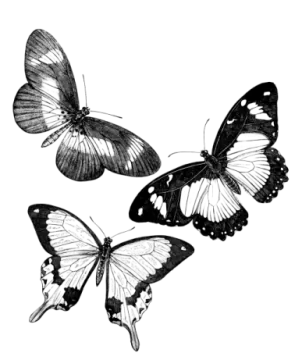 two black and white butterflies