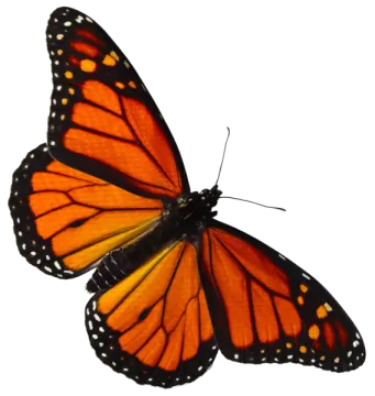 a monarch butterfly on a white background